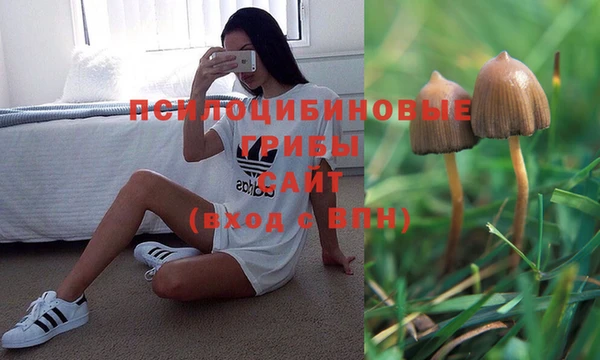 стаф Аркадак